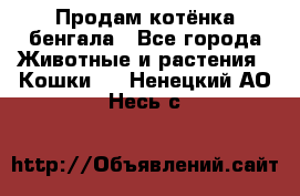 Продам котёнка бенгала - Все города Животные и растения » Кошки   . Ненецкий АО,Несь с.